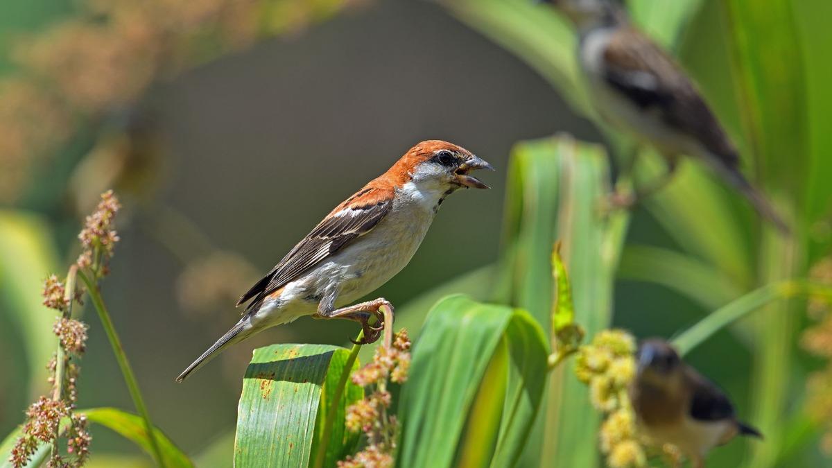 Tree sparrow population under 2,000 (Courtesy of Wild Bird Society of Chiayi)