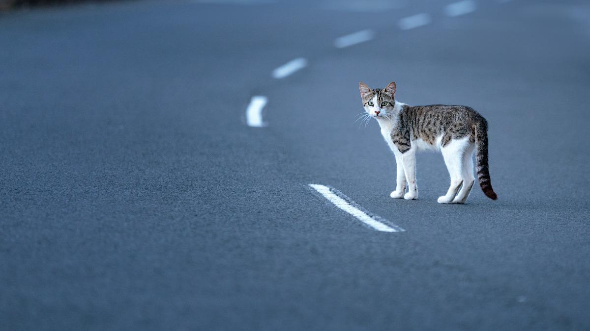 Yilan County fines driver for first animal roadkill case (Shutterstock)