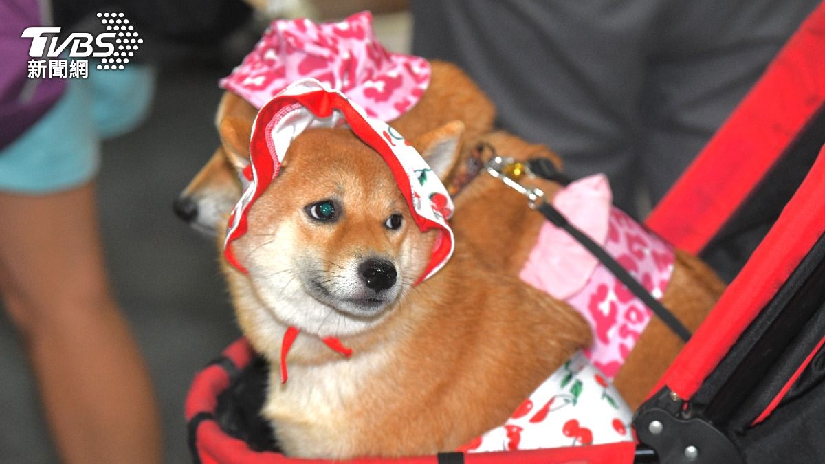 Vice President Hsiao champions pet welfare at Taipei show (TVBS News)