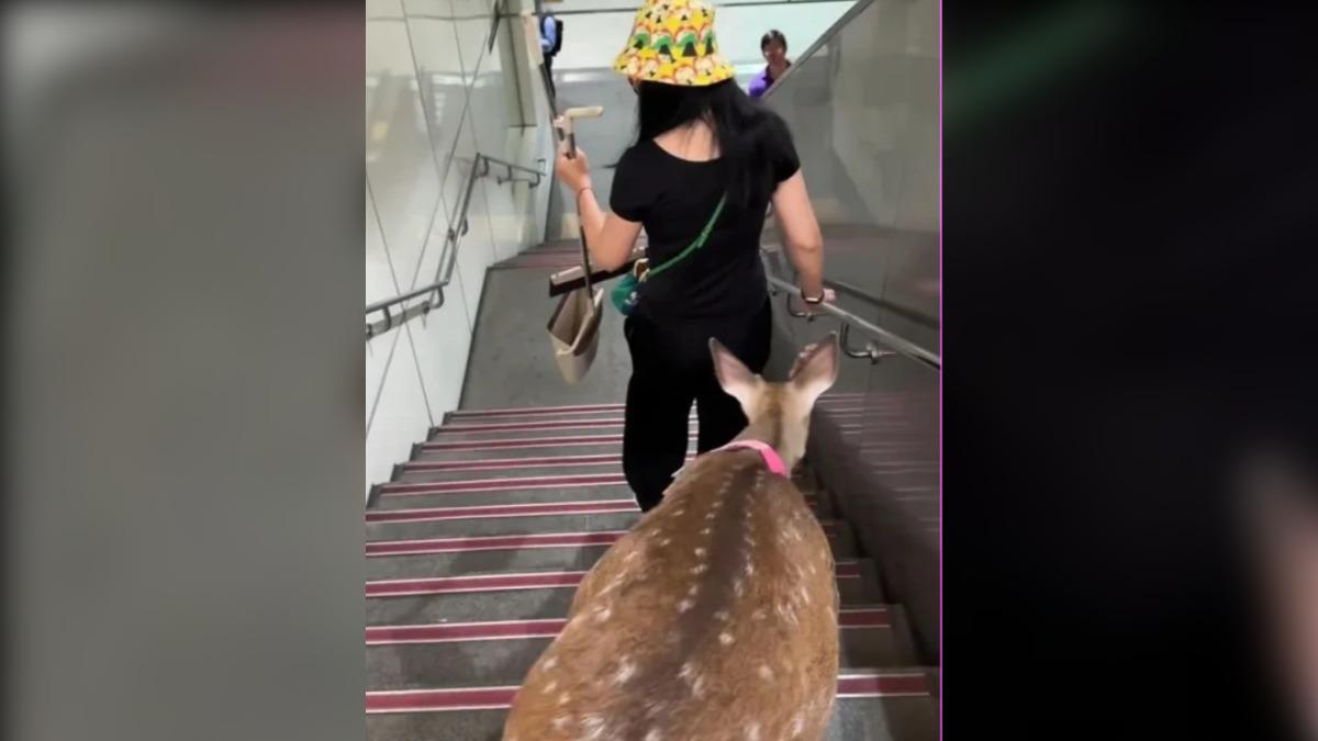 Deer spotted in Taipei MRT station captivates commuters (Courtesy of Threads@deershelties)
