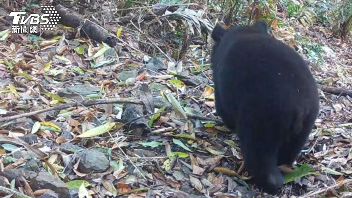 Formosan black bear killed after threatening Hualien locals (TVBS News)