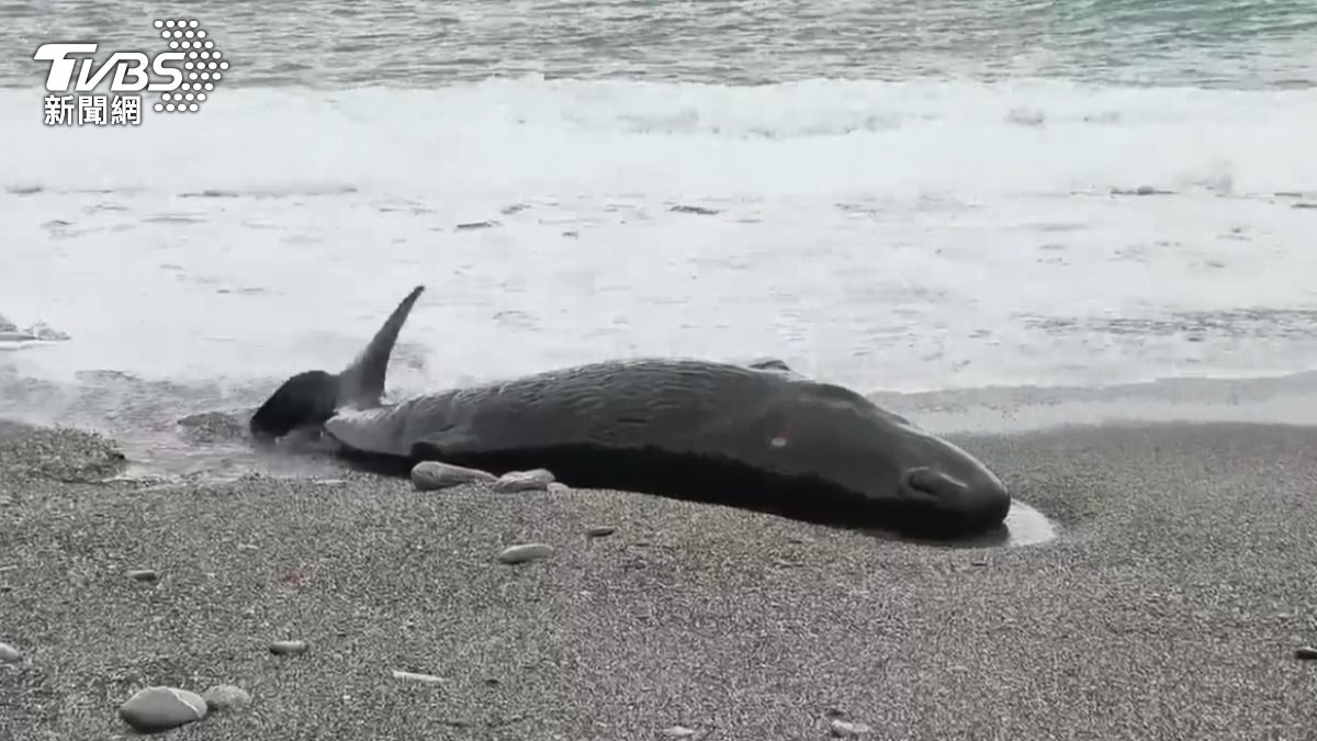 OCA report reveals rise in marine animal strandings (TVBS News)