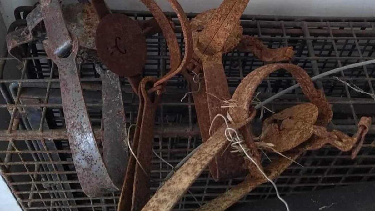 26 animals rescued from traps in Miaoli (Courtesy of Miaoli Animal Care and Health Office)