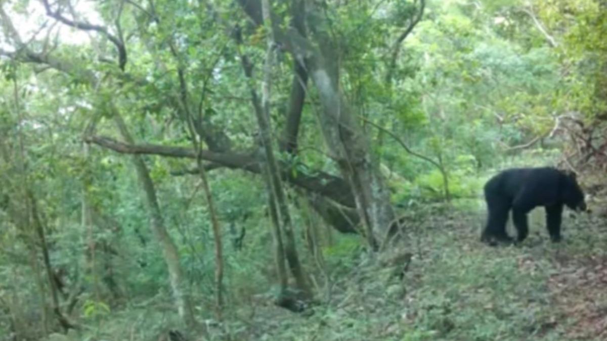 Taiwan black bear damages over 20 beehives in Zhuoxi (Courtesy of FNCA)