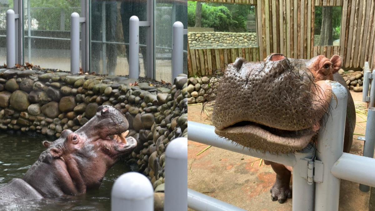 Hsinchu Zoo reports hippo feeding incident to police (Courtesy of Hsinchu Zoo’s Facebook)