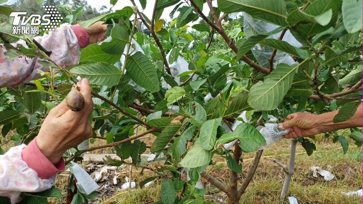 Taiwan agriculture faces budget cuts, seeks fund approval (TVBS News)