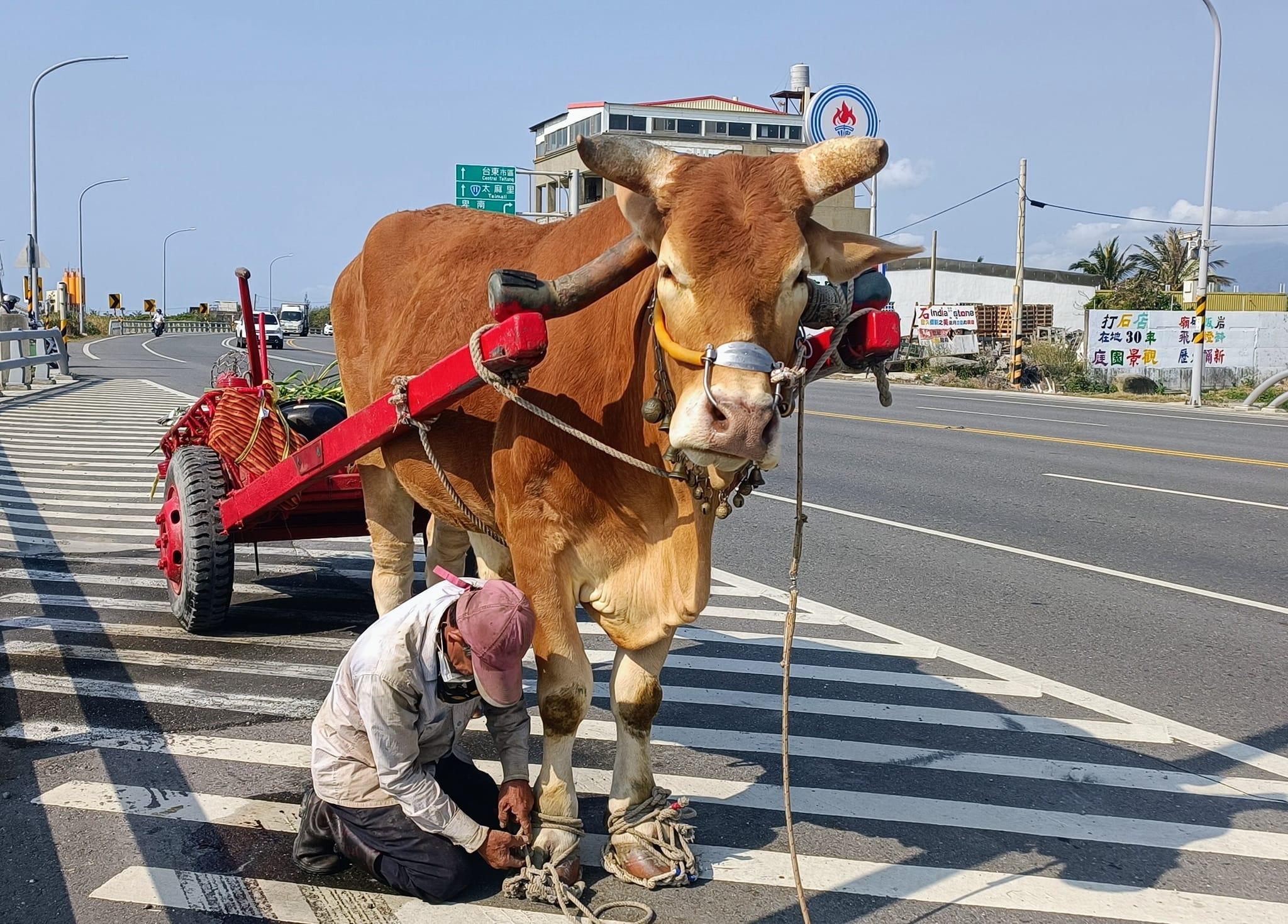 Farmer’s ox in rope shoes draws fans (Courtesy of social media)