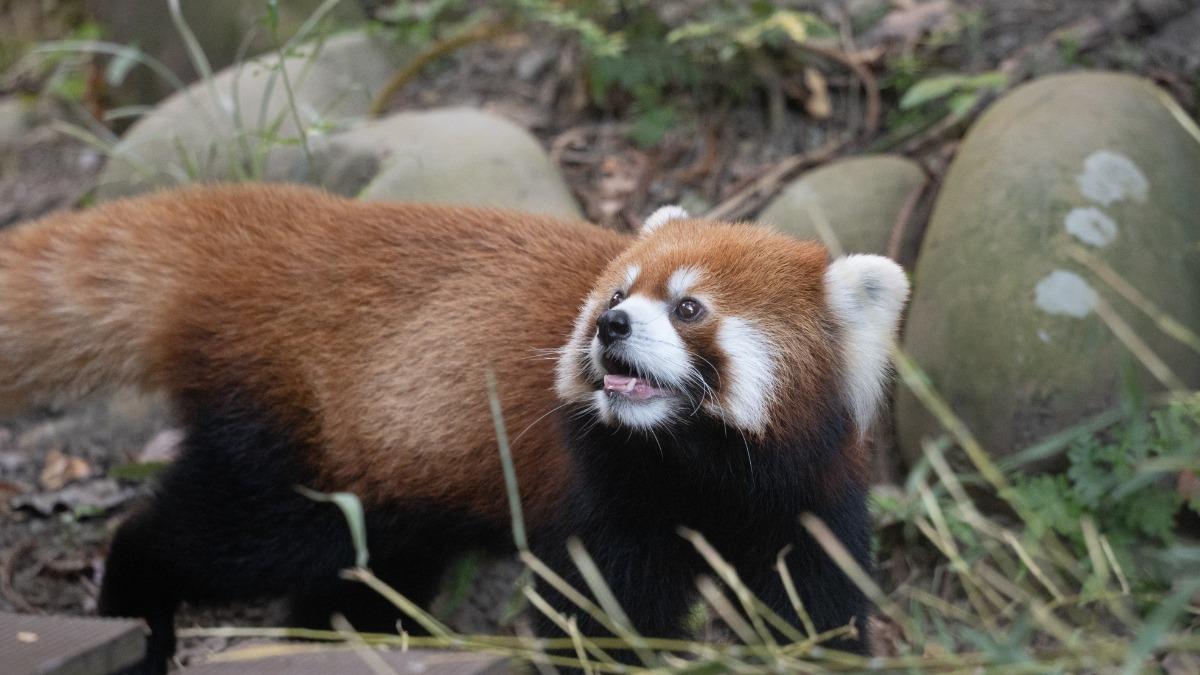 Taipei Zoo plans penguin, panda swap (Courtesy of Taipei Zoo)