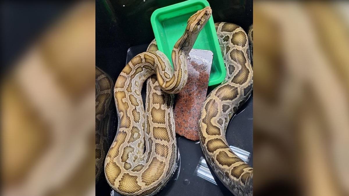 Lost python awaits owner in Changhua (Courtesy of CHCGADCC)