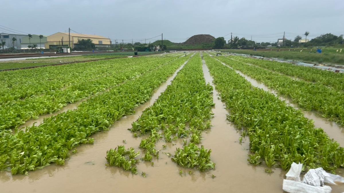 Kaohsiung hit by typhoon, crops suffer NT$80.76M damage (Courtesy of Kaohsiung Agriculture Bureau )