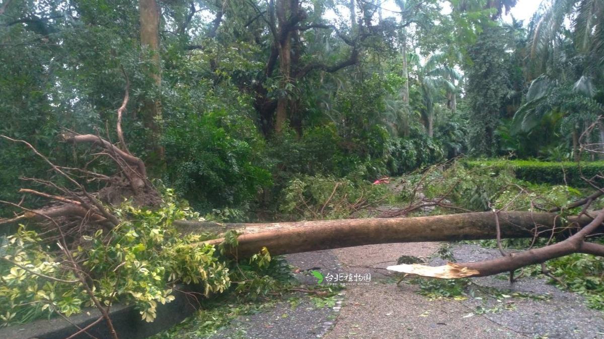Typhoon damage shuts garden for weekend (Courtesy of Taipei Botanical Garden’s FB)