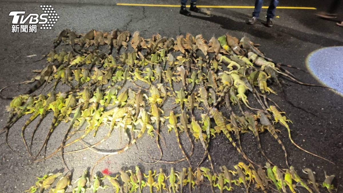 Taiwan triples iguana removals in 2025 (TVBS News)