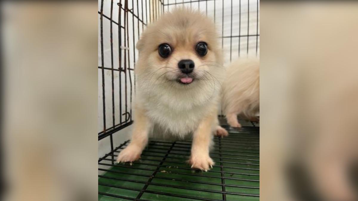 Tainan opens online dog adoption (Courtesy of AHIPO)