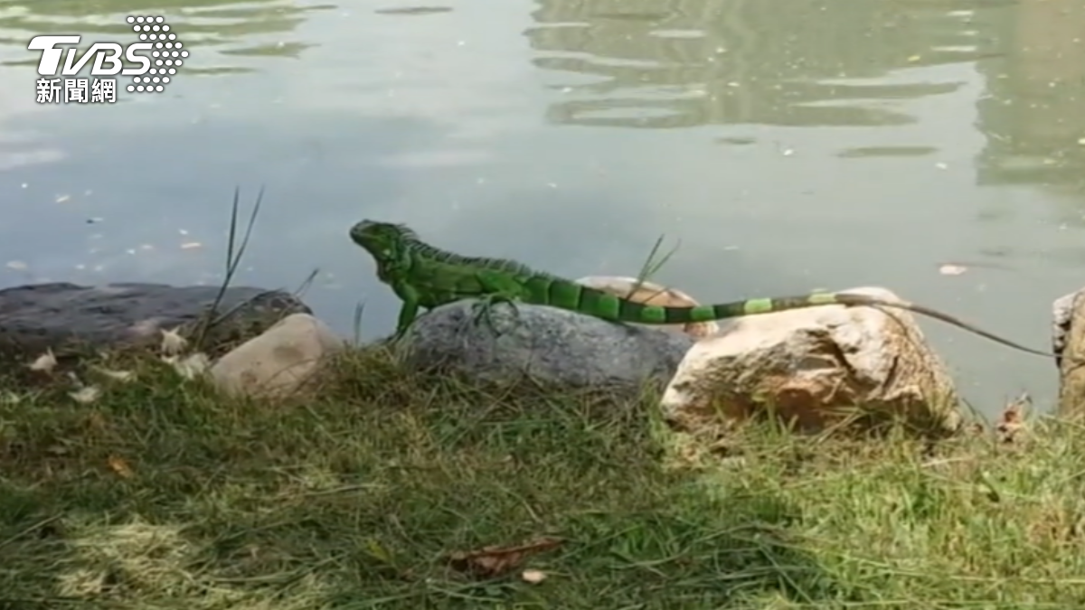 Tainan opens registration for iguana control training (TVBS News)