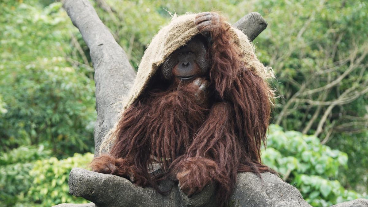Taipei Zoo boosts cold weather measures (Courtesy of Taipei Zoo)