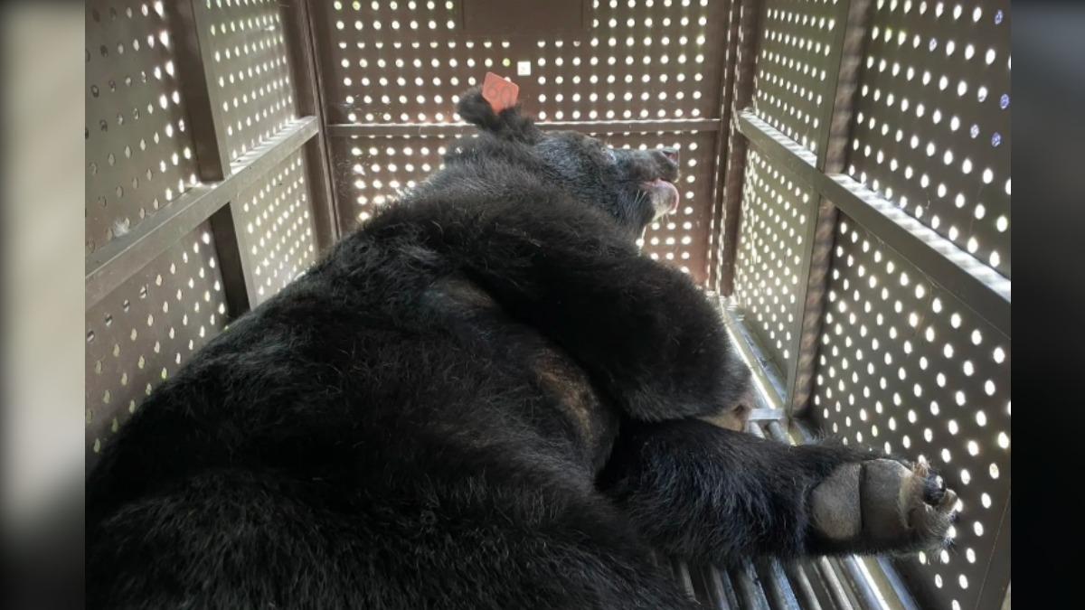 Formosan black bears released into wild in Hualien (Courtesy of FNCA Hualien Branch)