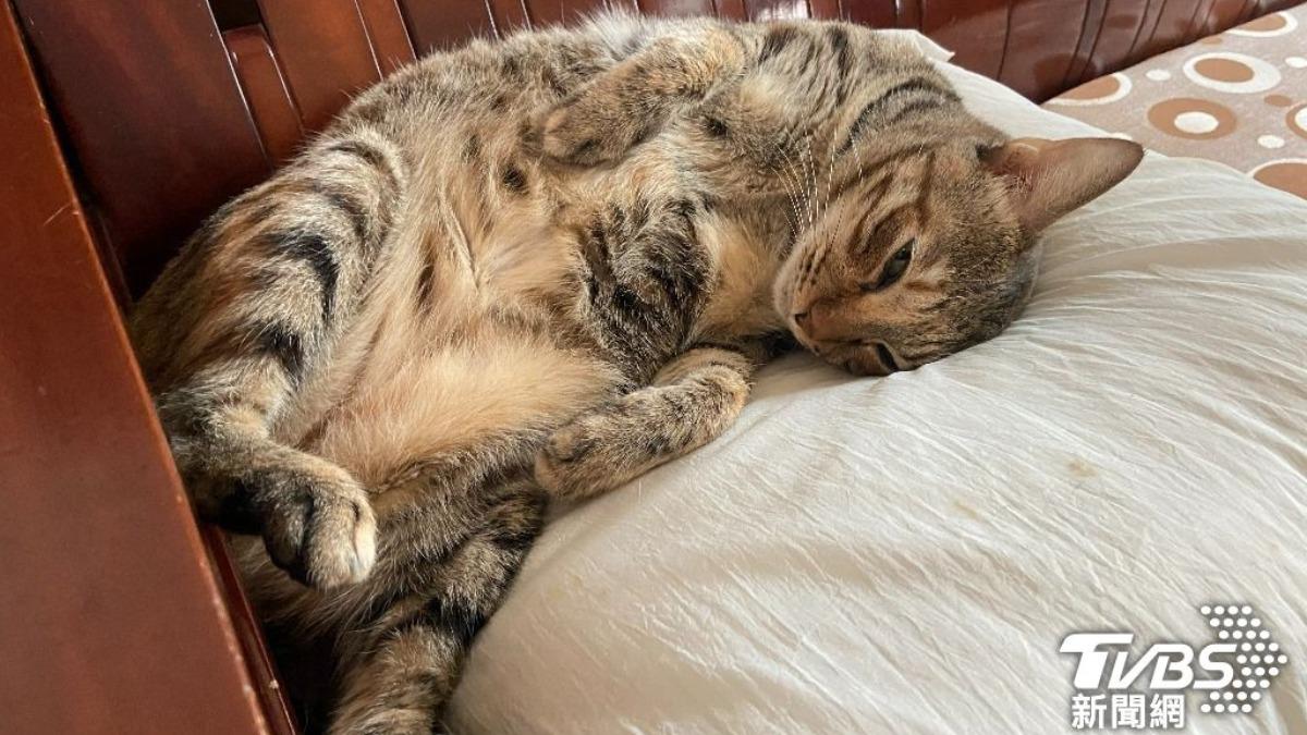Taiwan mandates cat registration by 2025 (TVBS News)