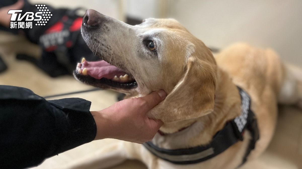 Taichung police dogs retire, find new loving homes (TVBS News)