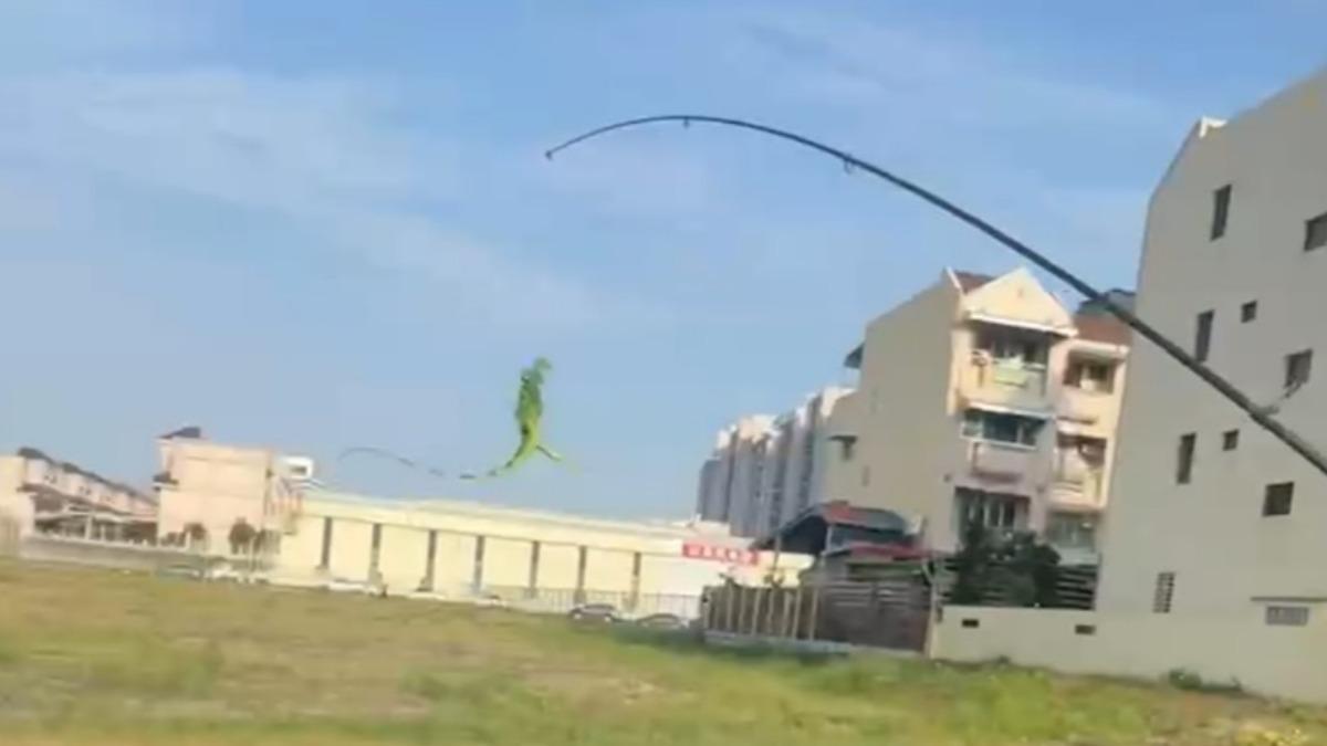 Kaohsiung to start iguana capture training on Monday (Screengrab from FB group via TVBS)