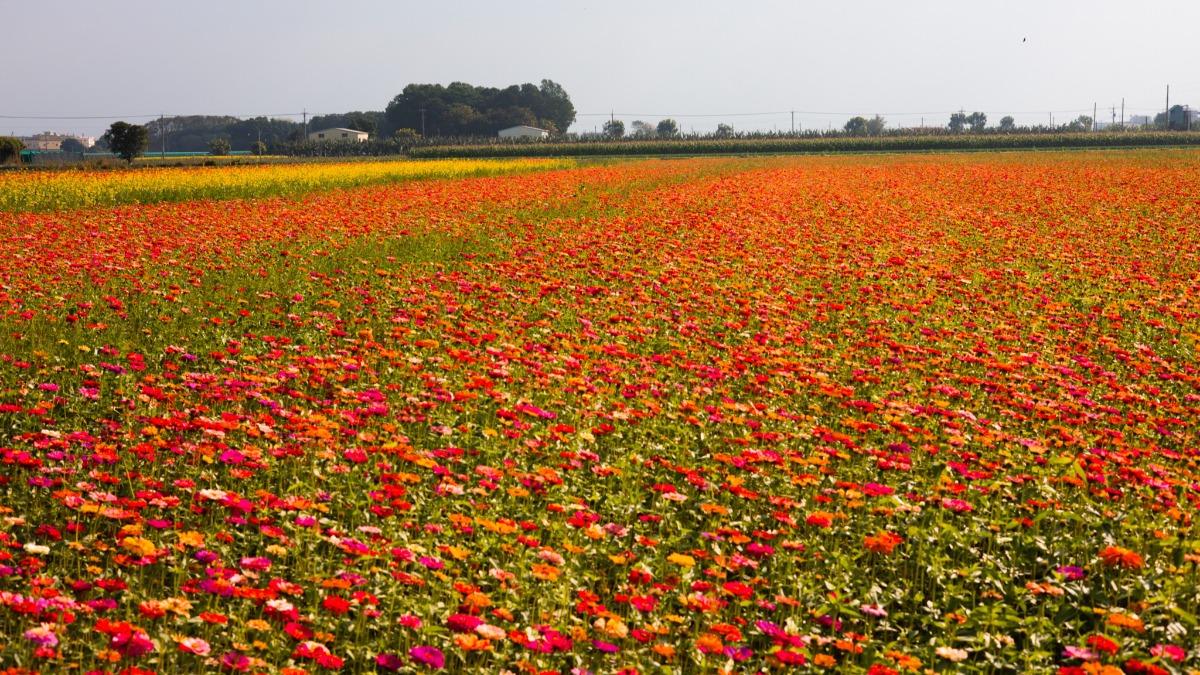 Citong flower fest starts Jan. 18 (Courtesy of Citong Township’s FB)