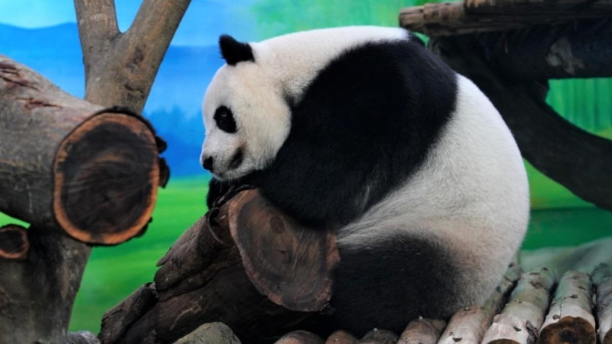 Just Sleep NTU offers zoo and gondola package (Courtesy of Just Sleep)