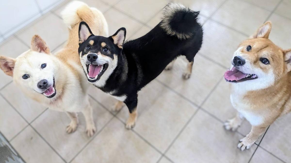 Hsinchu dogs find new homes Jan. 22 (Courtesy of the Hsinchu County Animal Protection and Health Ins
