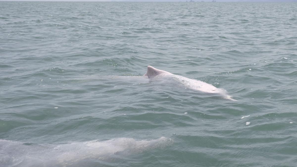Ocean agency reports 14 dolphin sightings in past year (Shutterstock)