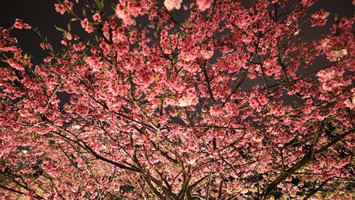 Lohas Cherry Blossom Festival Website