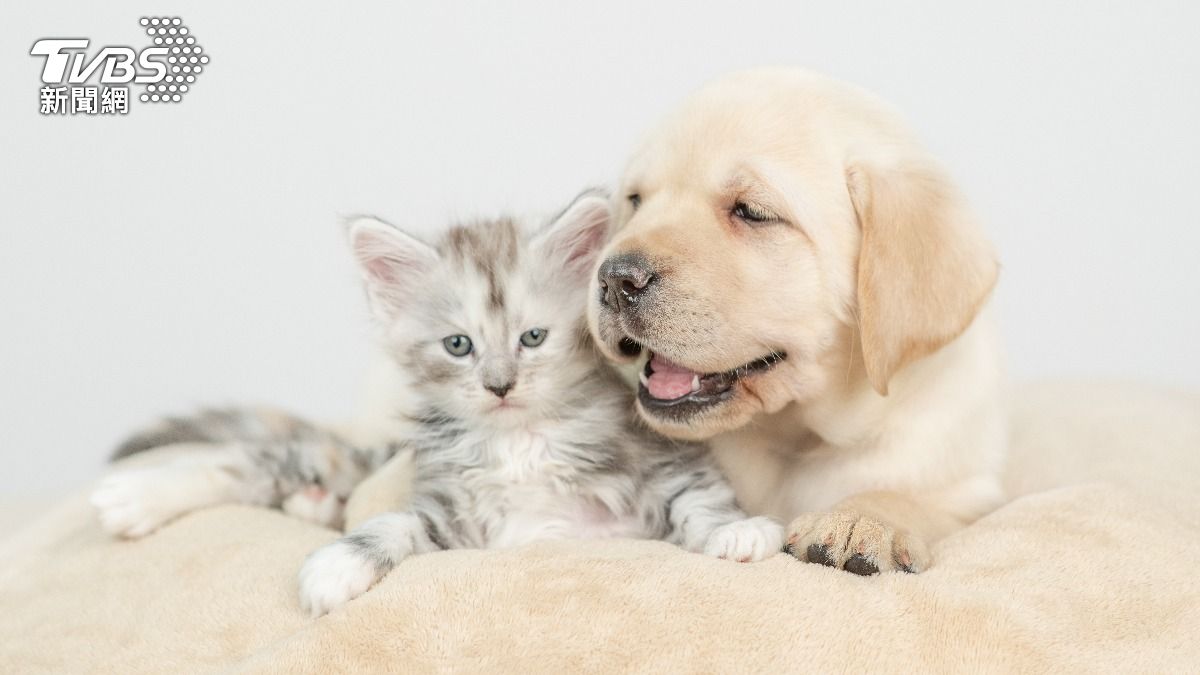 New Taipei hosts pet adoption event at Tamsui temple (Shutterstock)