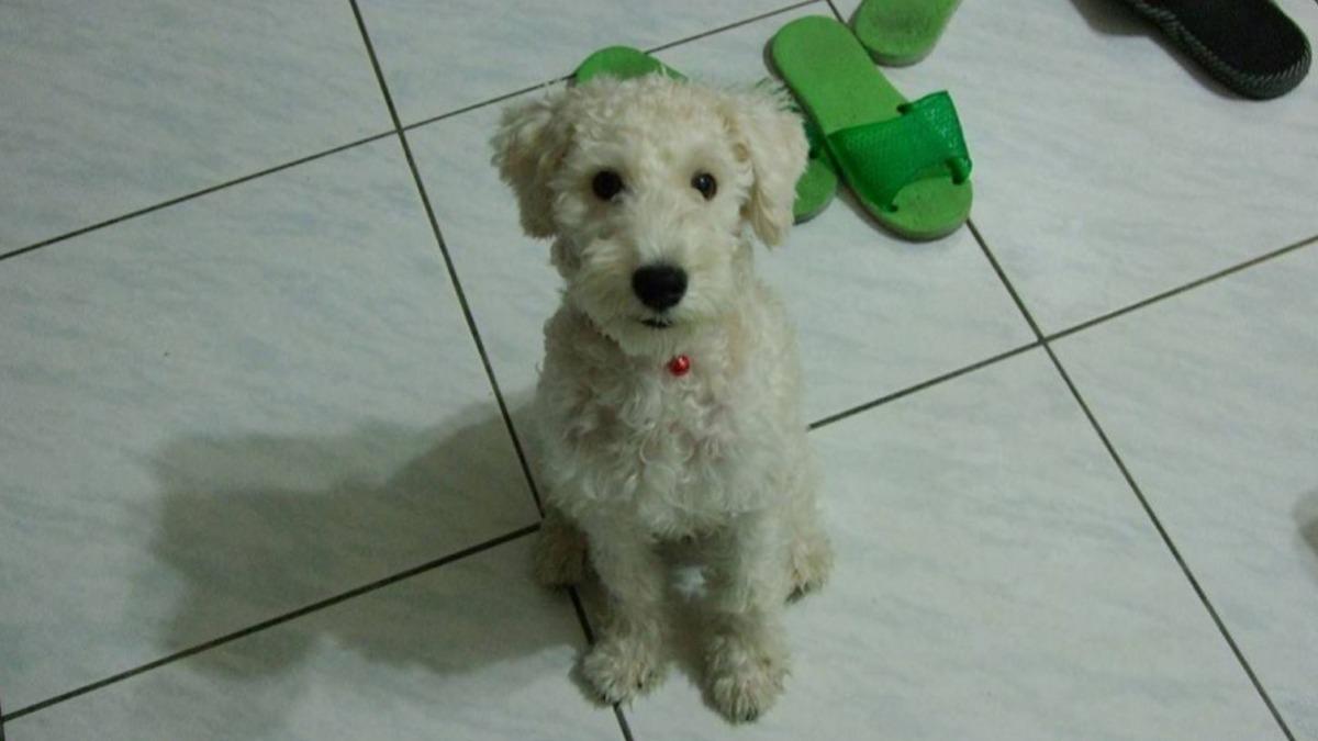 Owner offers NT$300K reward for lost dog (Courtesy of Facebook)