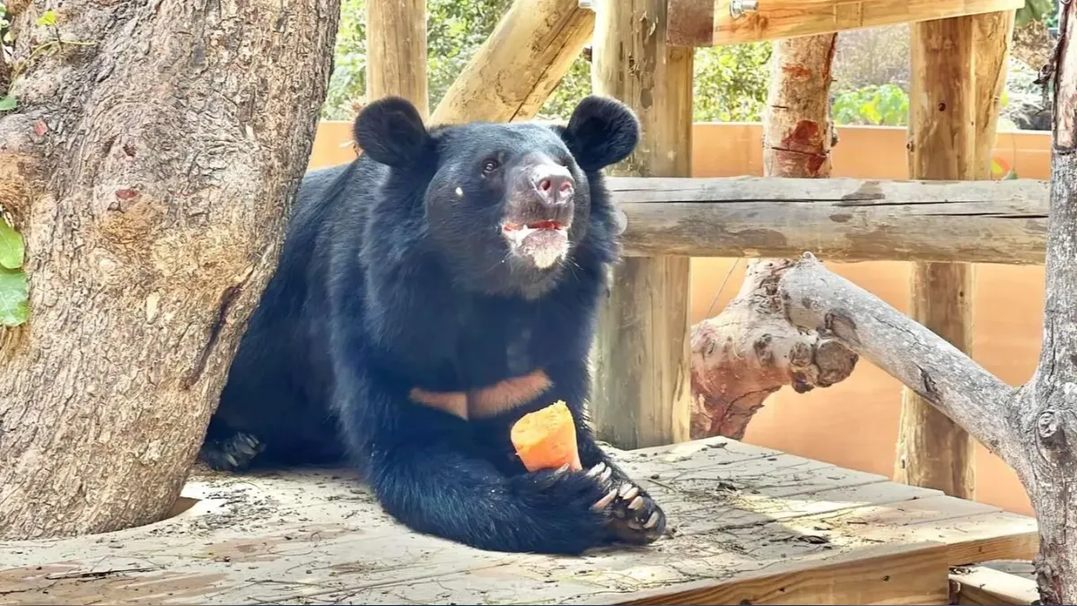 Shoushan Zoo celebrates black bears’ birthdays with music (Shoushan Zoo website)