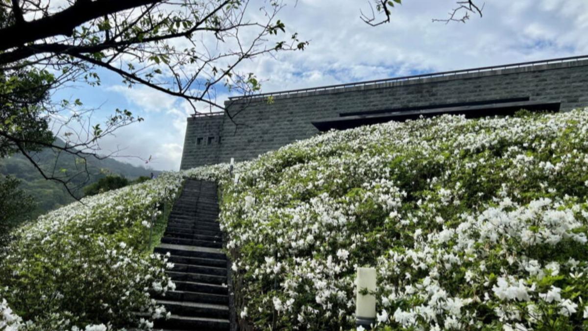 Wanjin Azalea Festival blooms in March (Courtesy of the Dharma Drum Mountain Center)