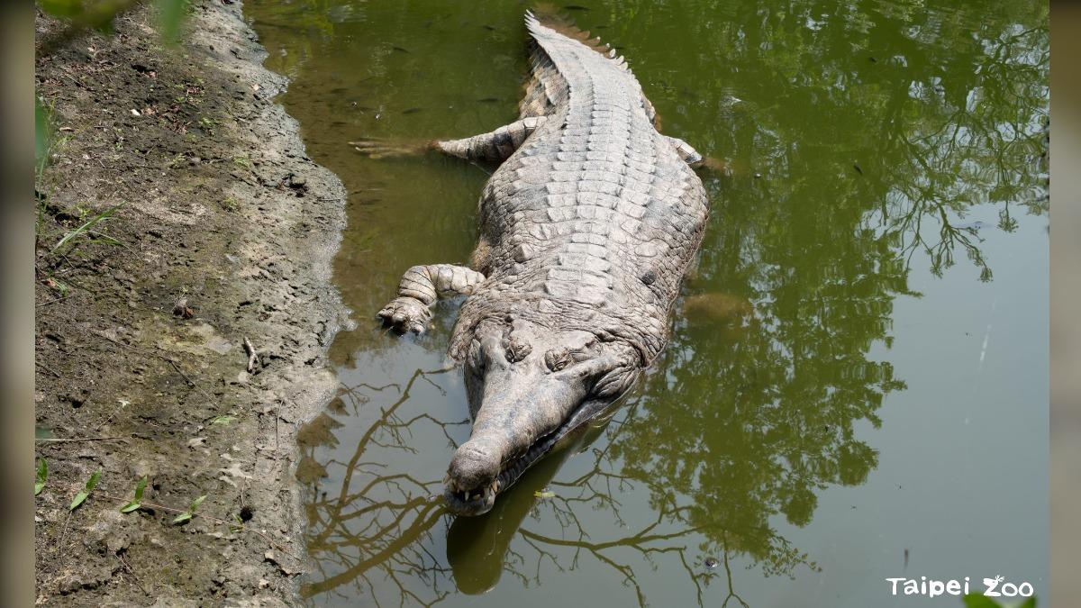 Malayan gharial sets weight record during relocation (Courtesy of Taipei Zoo’s Website)