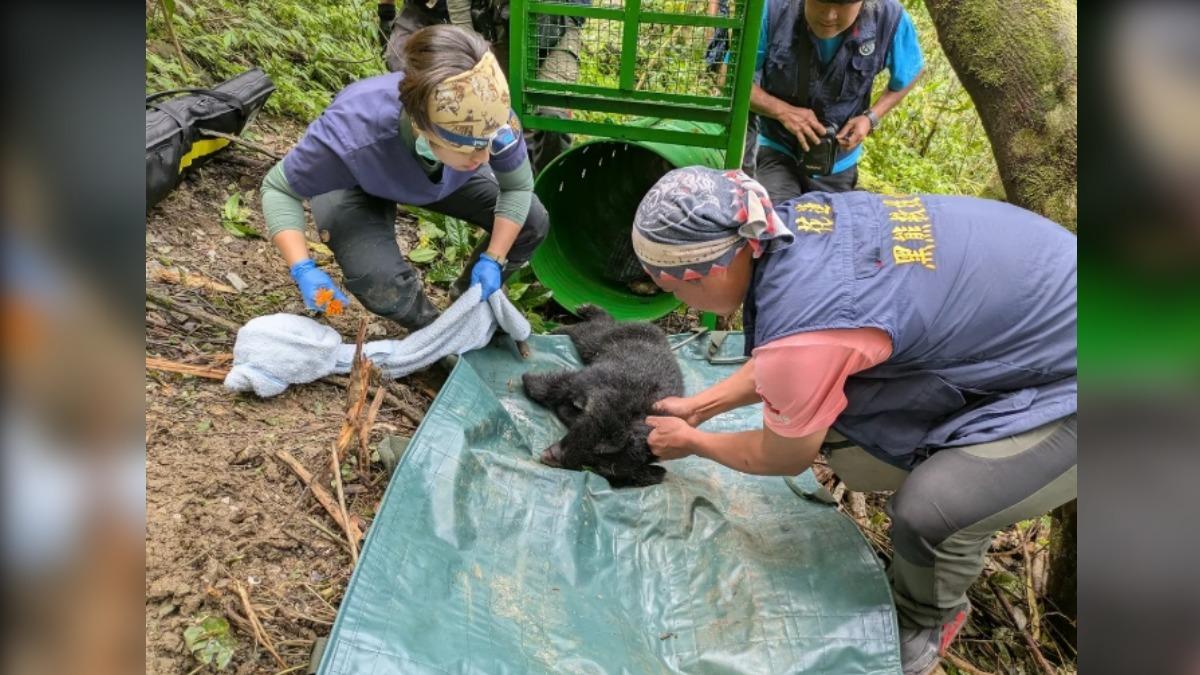 Taiwan teams save underweight bear cubHUALIEN (TVBS News) — The Forestry and Nature Conservation Age