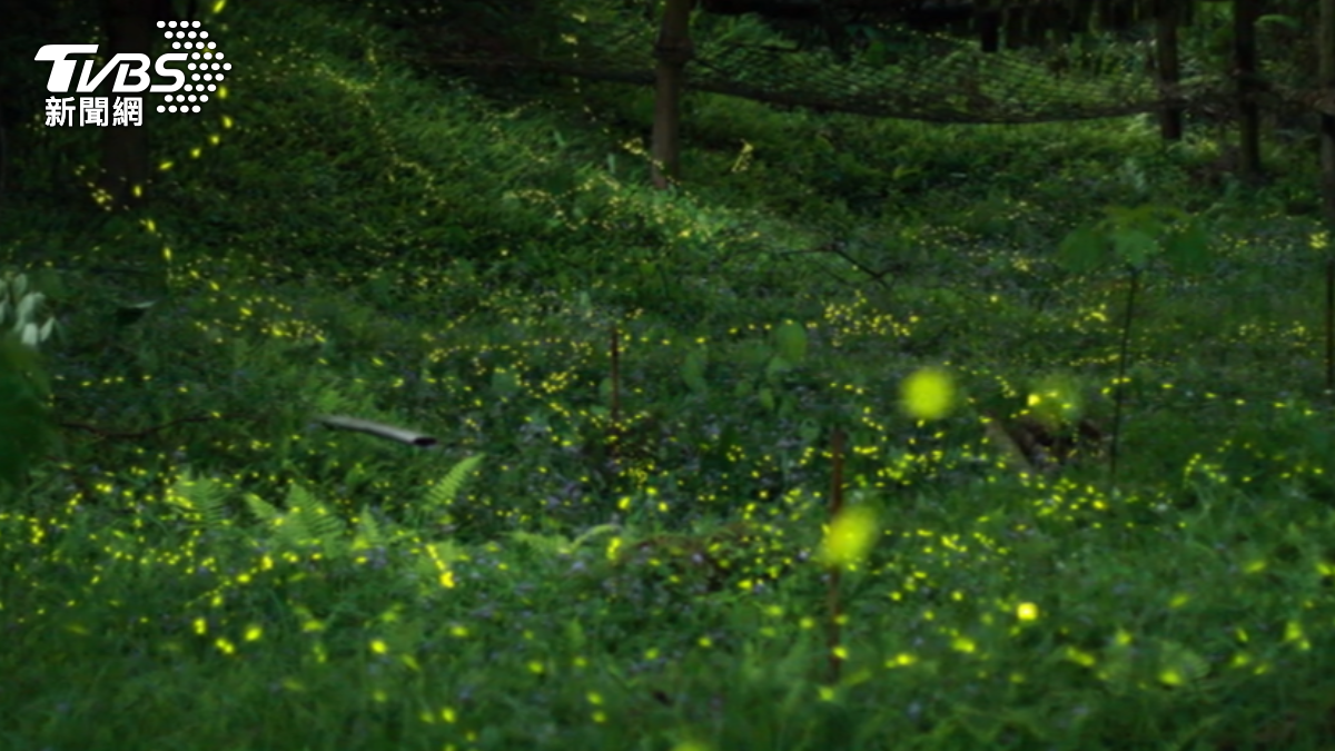 Alishan region home to 40 firefly species, officials say (TVBS News)