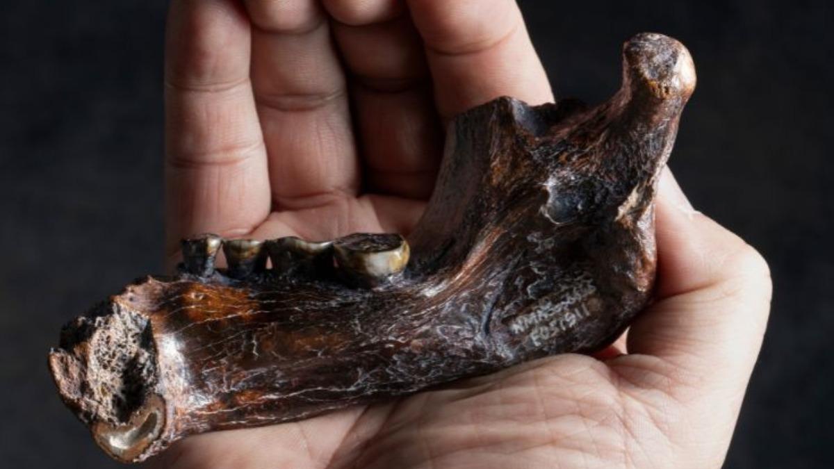 Denisovan jawbone found near Taiwan (Courtesy of the NMNS)