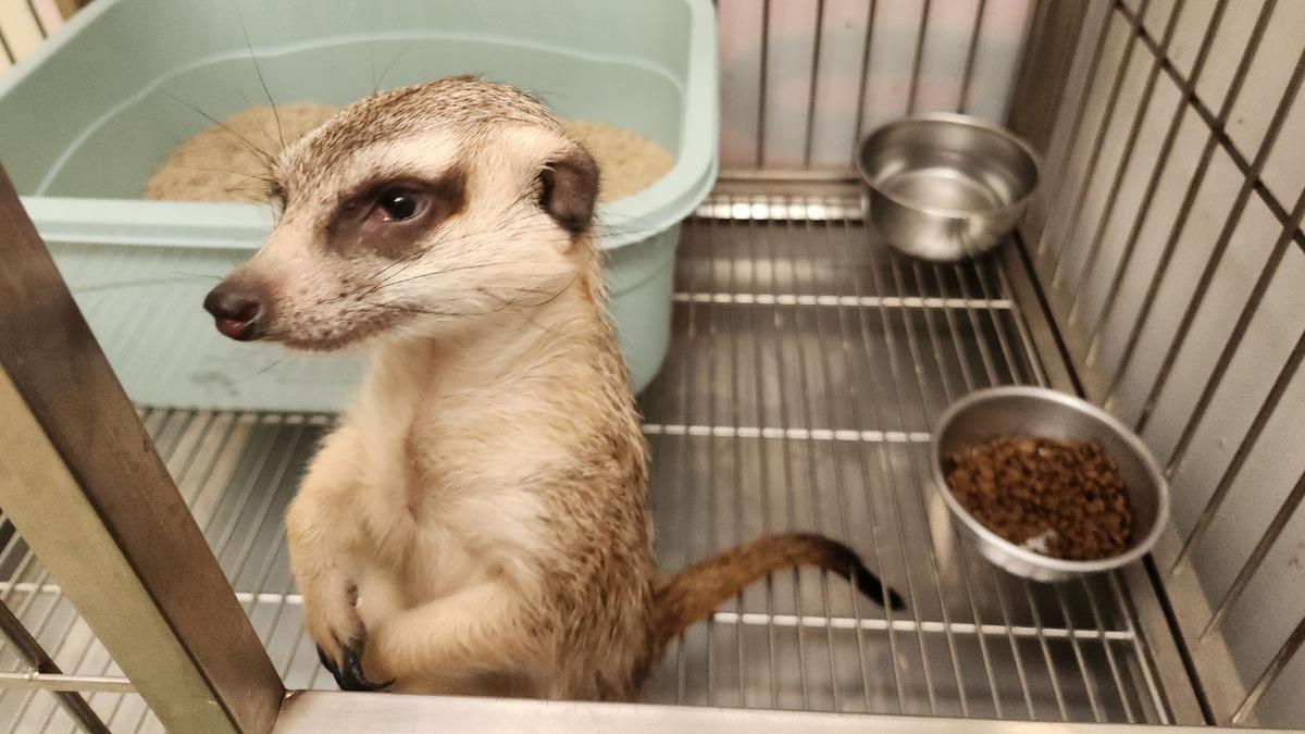 Taiwan officials seek owner of stray African meerkat (Courtesy of the AHIQO)
