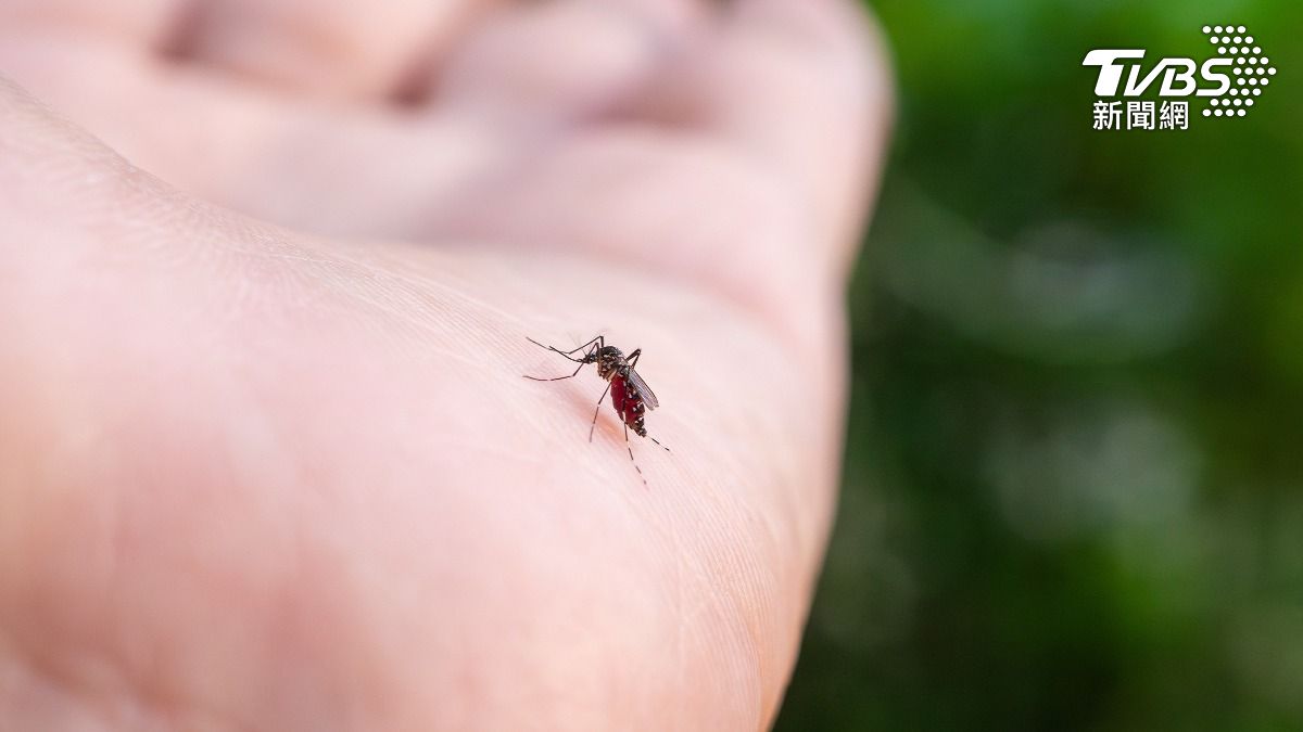CDC warns of potential dengue outbreak (Shutterstock)