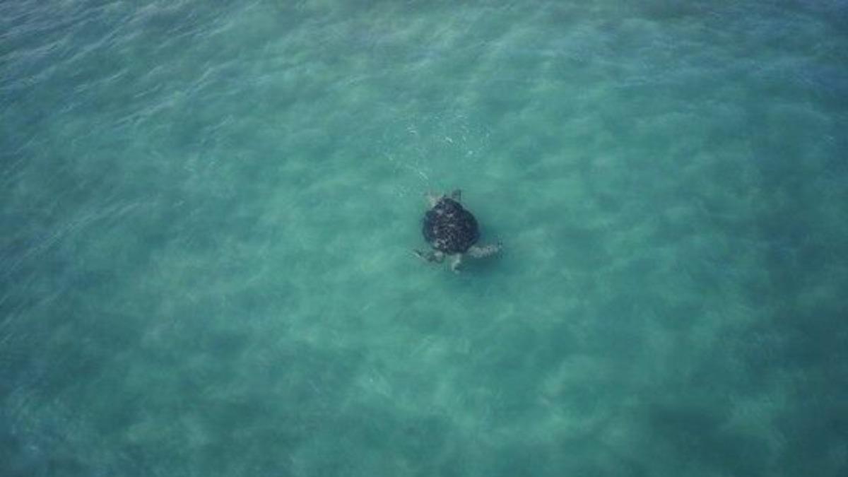 Taiwan releases 10 sea turtles in Penghu (Courtesy of OCA)