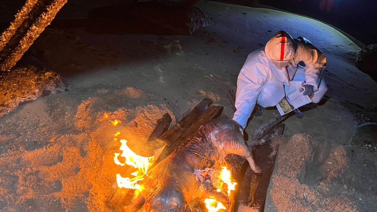 Infected pig found on Kinmen beach (Courtesy of Kinmen County Government)