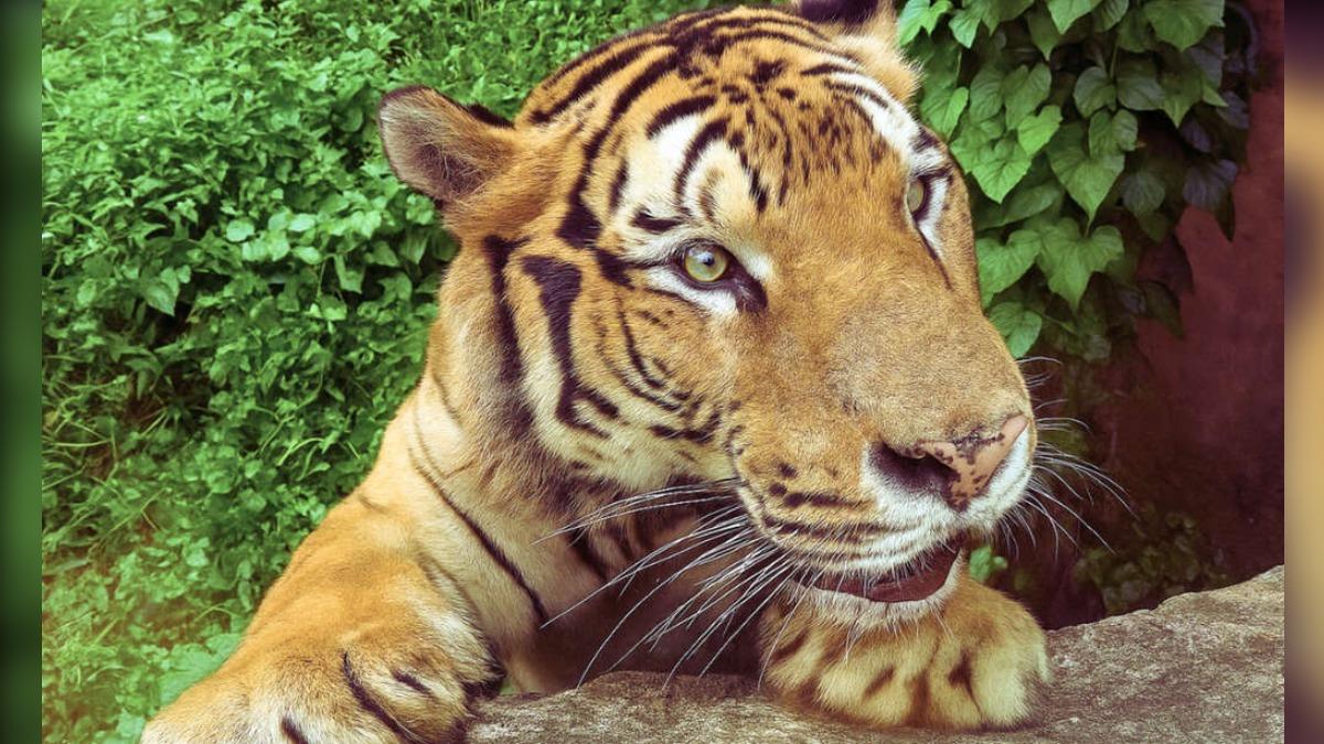 Shoushan Zoo offers free entry for kids (Courtesy of Kaohsiung Travel)
