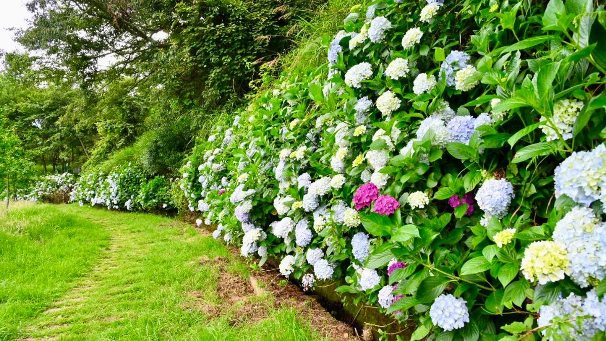WHydrangea blooms transform Taiwan mountain destinationuling Farm’s hydrangeas in full bloom (Courte