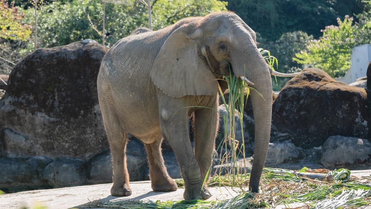 Taipei Zoo honors late animals in Ghost Festival ceremony (Courtesy of the Taipei Zoo)