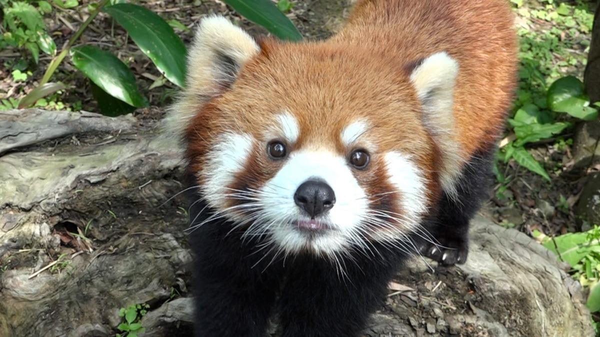 Taipei Zoo mourns loss of red panda Croissant in Japan (Courtesy of the Taipei Zoo)