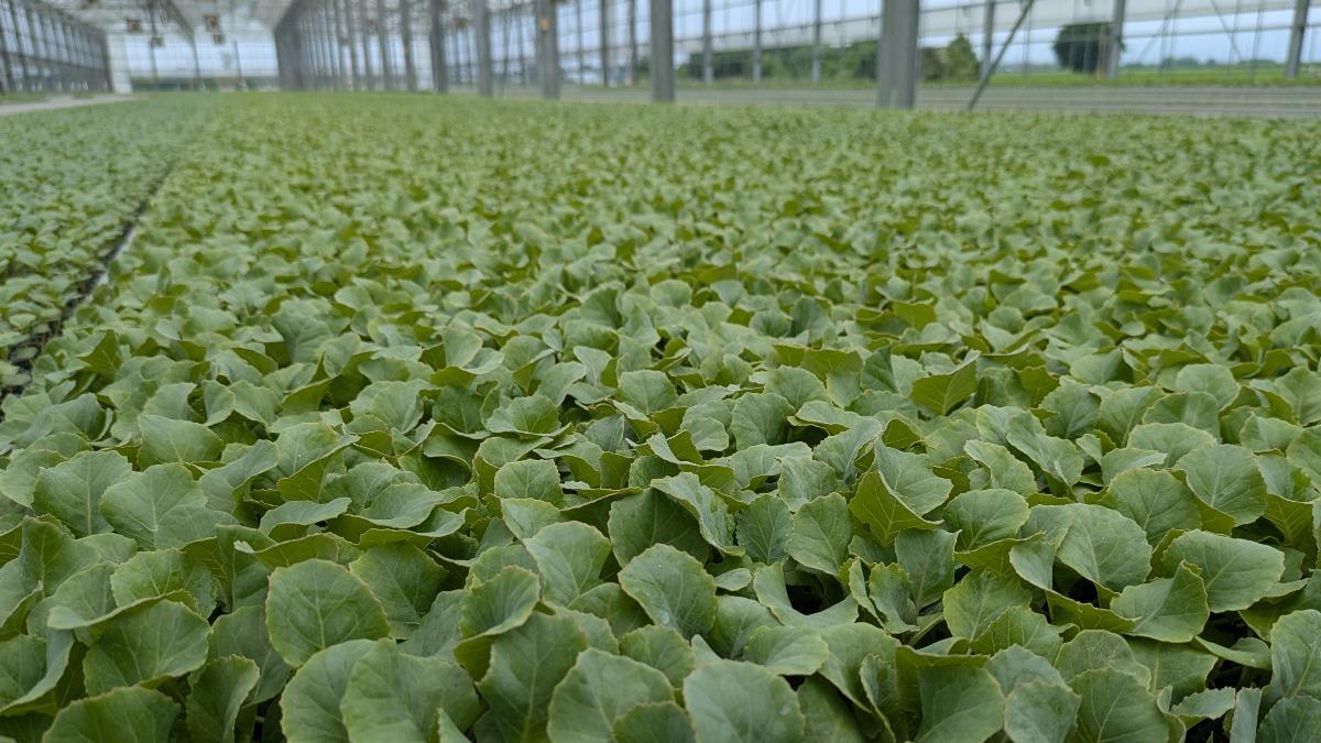 Agency warns of cabbage overplanting in Taiwan (Courtesy of the Agriculture and Food Agency)