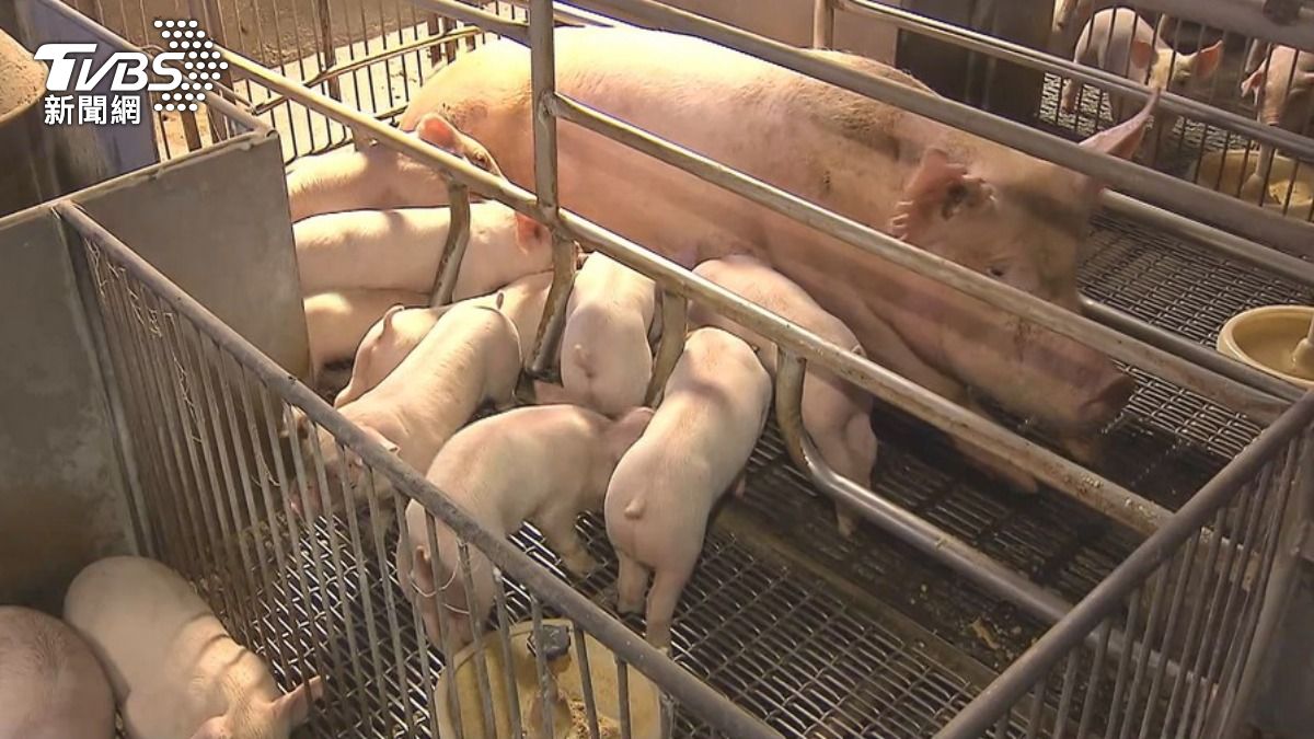 Pig farmers fear market crash as ban continues in Taiwan
