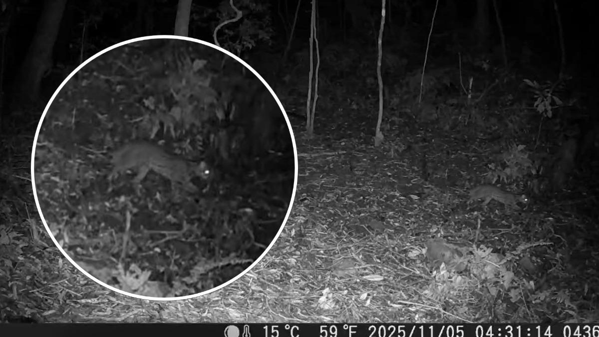 Leopard cat spotted in Alishan after 31 years (Courtesy of the Forestry and Nature Conservancy Agenc