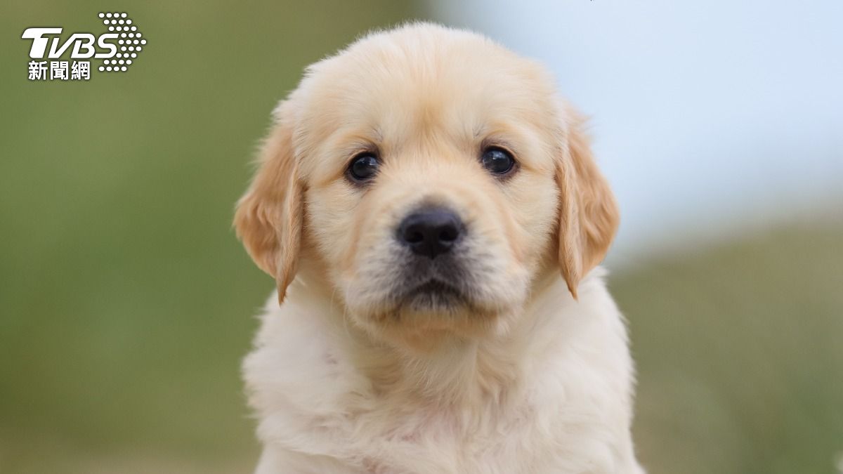 Animal abuse concerns rise in Taiwan (Shutterstock)