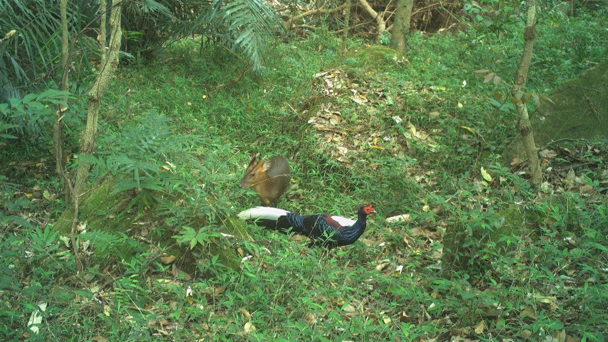 Reeves’s muntjac often seen with others (Courtesy of The Chiayi Branch of the Forestry and Nature Co