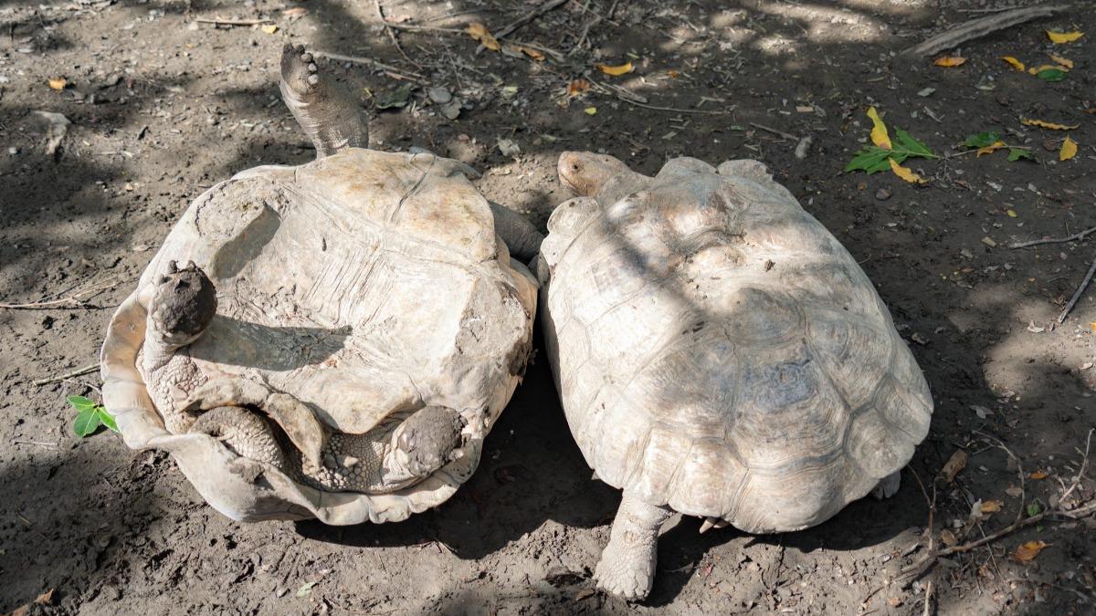 Rising temps may affect tortoise fights (Courtesy of Taipei Zoo)